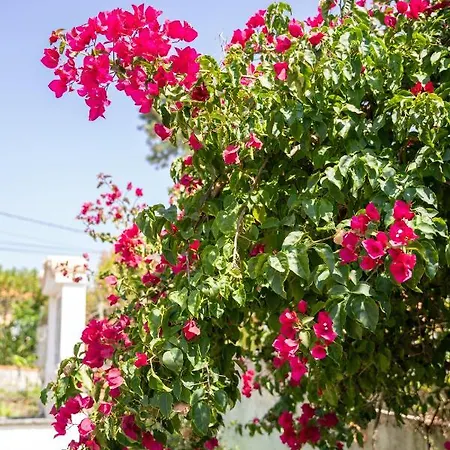 Bed & Breakfast Moby Dick Colares Sintra