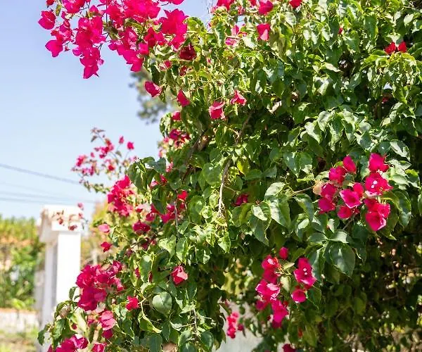 לינה וארוחת בוקר Moby Dick Colares סינטרה